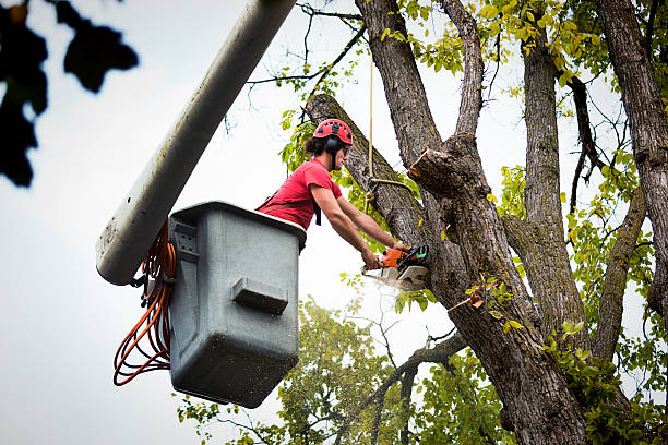 Trusted Kaumakani, HI Tree Removal and Landscaping Services Experts